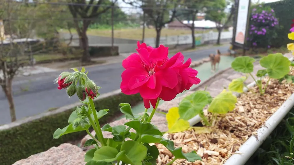 אורחן Joinville Hostel & Pousada